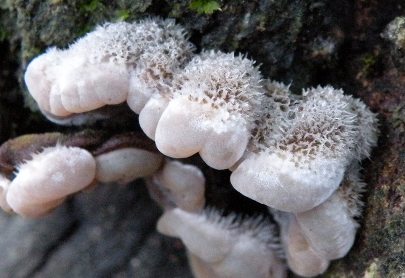 Aphyllophorales in giardino
